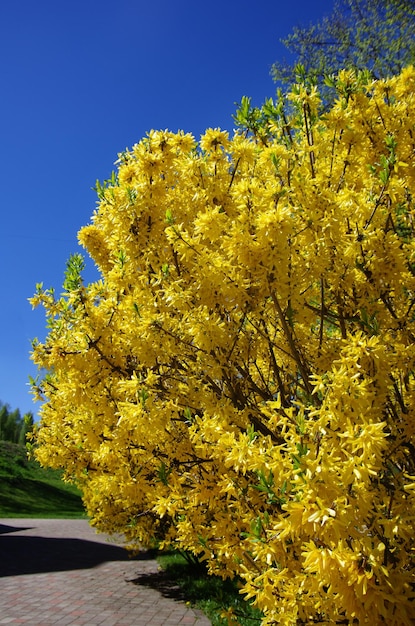 Brunch di forsythia bellissimi fiori gialli primaverili in fiore su sfondo blu cielo