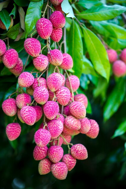 Brunch di frutti di litchi freschi appesi all'albero verde