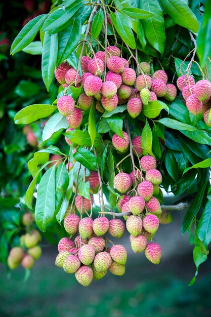 Brunch di frutti di litchi freschi appesi all'albero verde