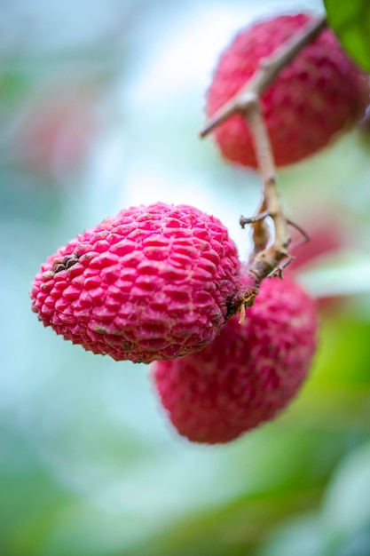 Brunch di frutti di litchi freschi appesi all'albero verde