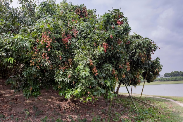 Brunch di frutti di litchi freschi appesi all'albero verde