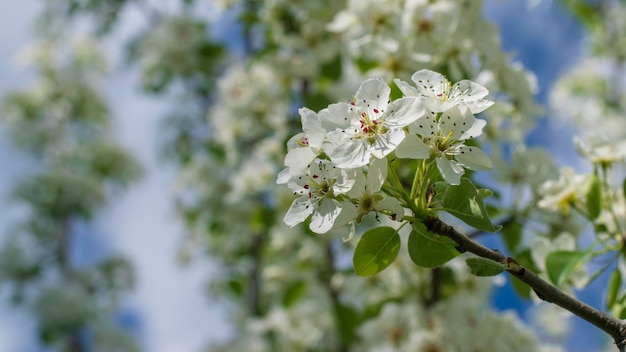 Brunch di melo primaverile con fioritura di fiori bianchi