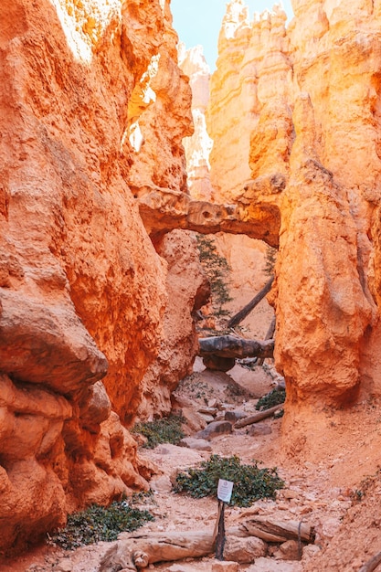 Bryce Canyon National Park Paesaggio nello Utah Stati Uniti Brice Canyon nel Navaho Loop Trail