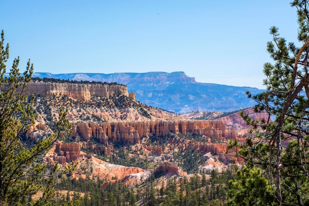 Bryce Canyon National Park Utah Stati Uniti Vista al canyon attraverso rami di pino