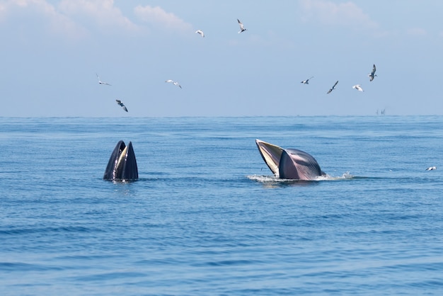 Bryde's Whale Balaenoptera edeni due grandi pesci nel mare