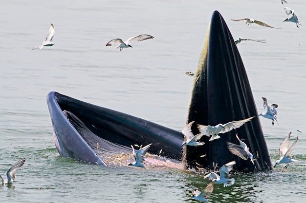 Bryde&#39;s Whale Balaenoptera edeni Mangiare pesce