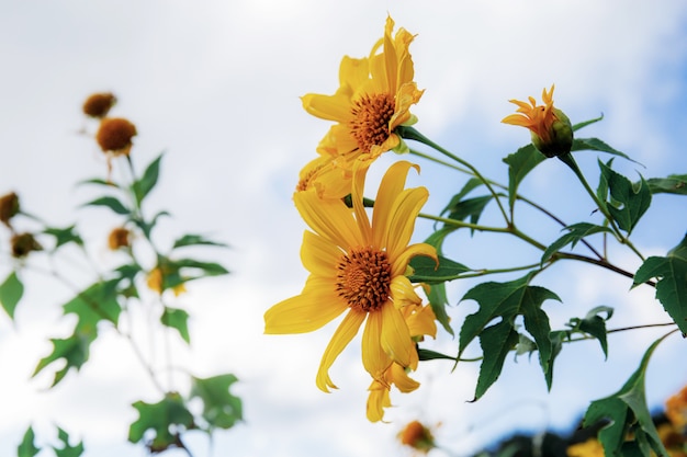 Bua tong fiore con cielo.