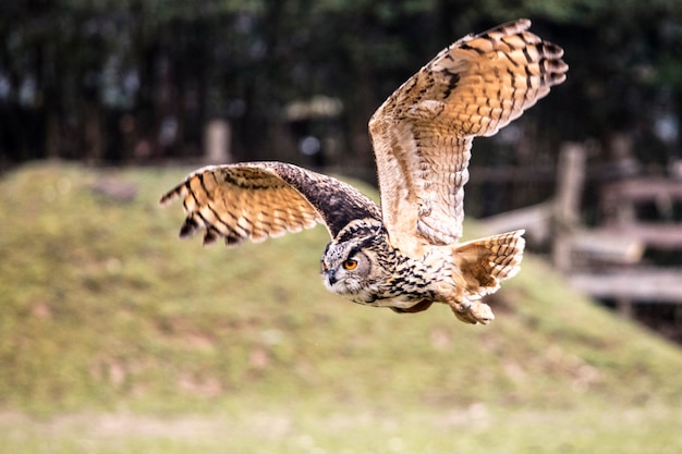 Bubo gufo in volo in natura