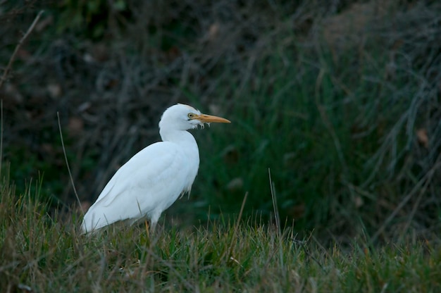 Bubulcus ibis - L'airone guardabuoi è una specie della famiglia degli Ardeidi.