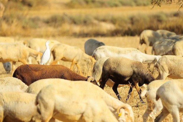 Bubulcus ibis - L'airone guardabuoi è una specie della famiglia degli Ardeidi.