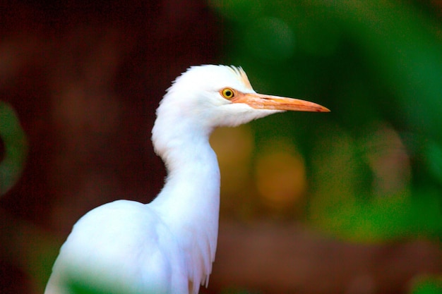 Bubulcus ibis o airone o comunemente conosciuto come l'airone guardabuoi nel suo ambiente naturale