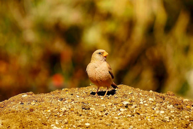 Bucanetes githagineus - Il ciuffolotto trombettista è una specie di uccello passeriforme dei Fringillidi