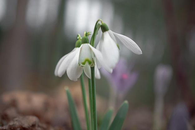 bucaneve bianche nel prato I primi fiori di primavera