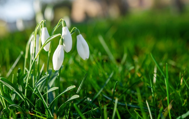 Bucaneve bianche sull'erba verde in una giornata di sole primaverile Spazio per il testo Foto di alta qualità