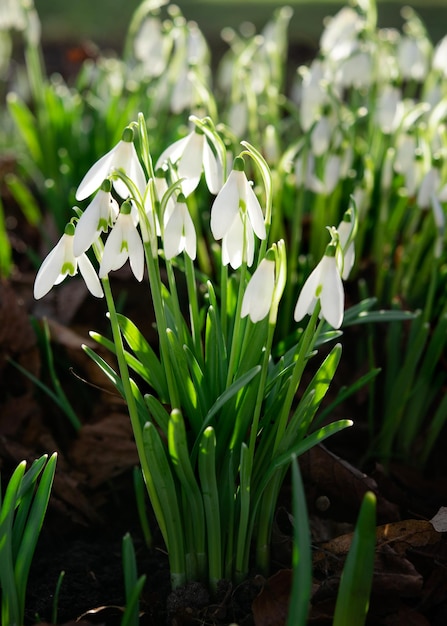 Bucaneve bianche sull'erba verde in una giornata di sole primaverile Spazio per il testo Foto di alta qualità