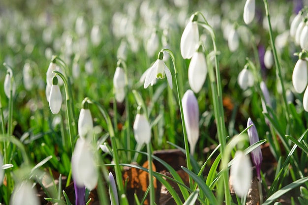 Bucaneve bianche sull'erba verde in una giornata di sole primaverile