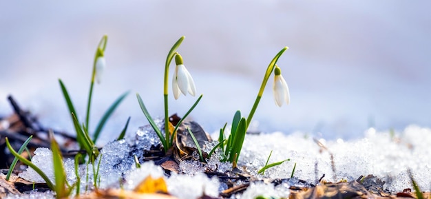 Bucaneve bianche tra la neve sciolta su uno sfondo chiaro