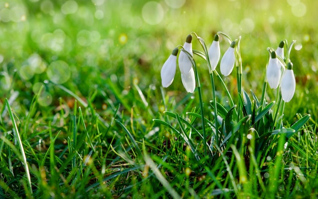 Bucaneve bianchi il giorno dell'erba verde Spazio per il testo All'inizio della primavera closeup fiori con la luce del sole