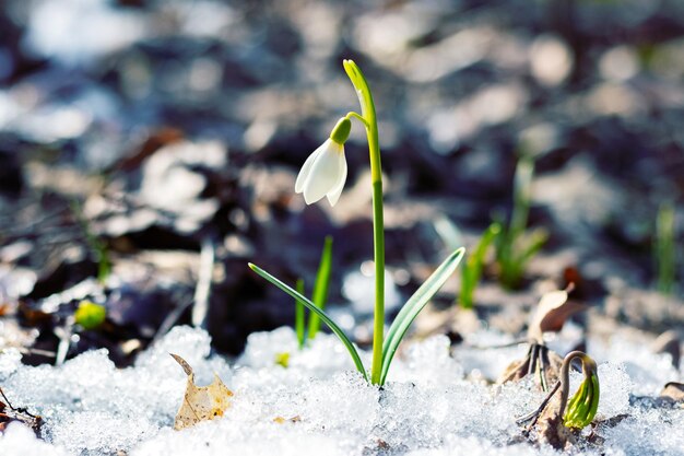 Bucaneve bianco delicato tra neve sciolta e foglie secche con tempo soleggiato