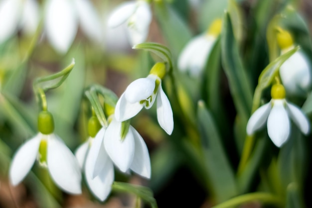 Bucaneve bianco Galanthus fiori che sbocciano nella foresta primaverile da vicino