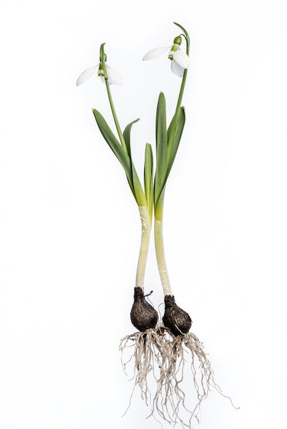 Bucaneve con le radici e lampadina isolata su bianco. Bucaneve completi.