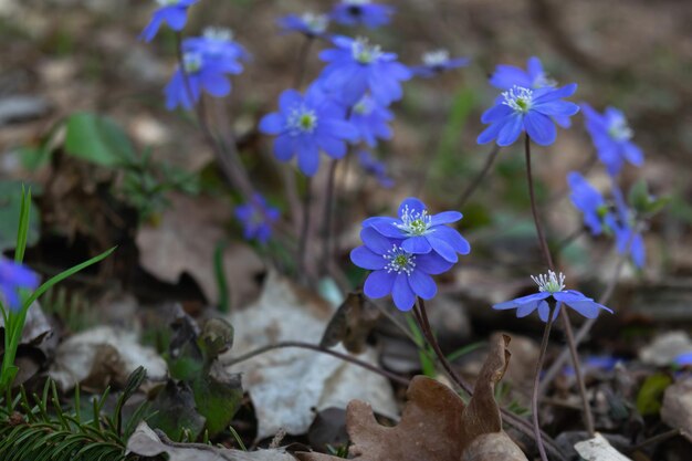 Bucaneve di fiori di primavera in blu brillante. Primavera. Foto orizzontale. Primo piano dei fiori.