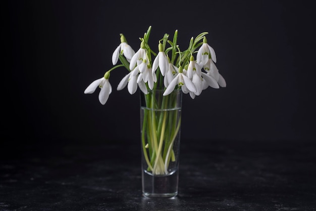 Bucaneve di primavera in vetro con acqua su sfondo nero. Bellissimi primi fiori di primavera, da vicino