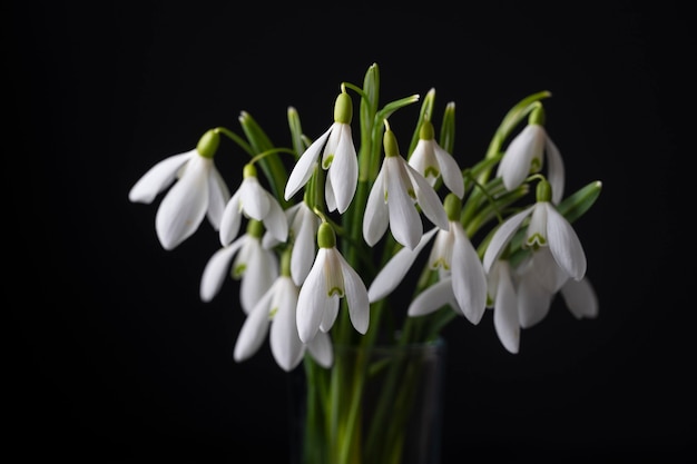 Bucaneve di primavera su sfondo nero