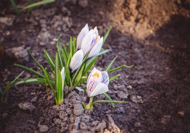 bucaneve e crochi crescono dal terreno in primavera