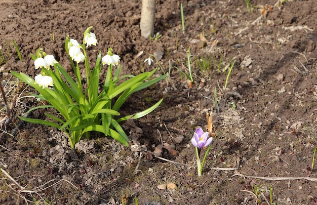 Bucaneve fiore bianco carpathicum e crocus