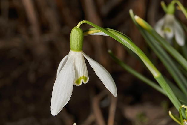 Bucaneve fioriscono sul prato in giardino Il bucaneve è un simbolo della primavera