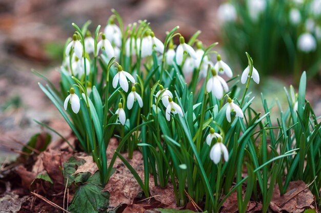 Bucaneve fioritura precoce nella foresta di primavera Galanthus nivalis in natura