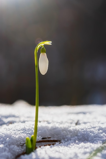 Bucaneve Galanthus nivalis primo piano nella foresta invernale