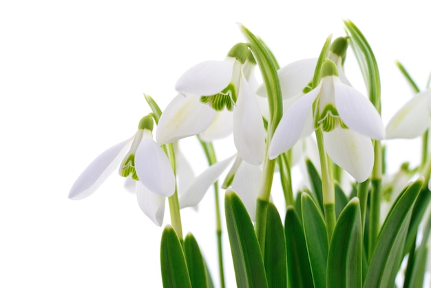 Bucaneve Galanthus nivalis su sfondo bianco