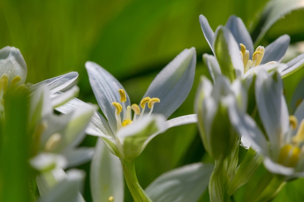 Bucaneve in primavera