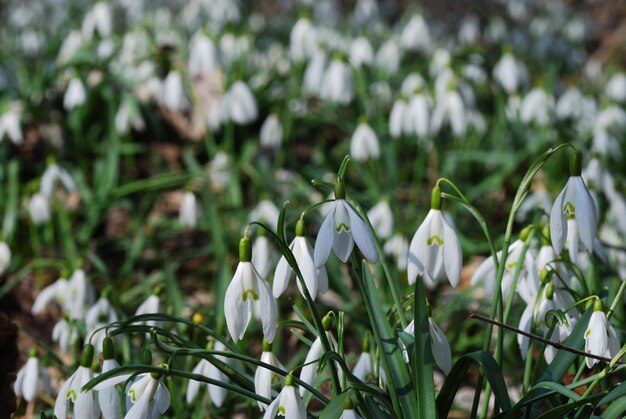 Bucaneve in primavera