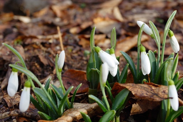 Bucaneve in un bosco primaverile