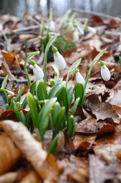 Bucaneve in un bosco primaverile