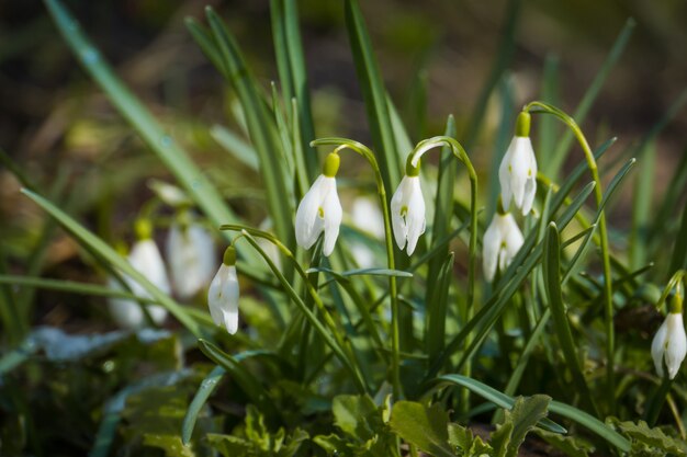 Bucaneve nel giardino