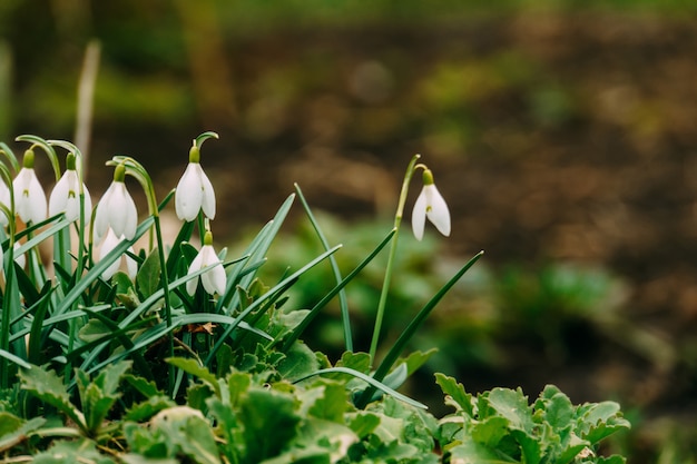 Bucaneve nel giardino