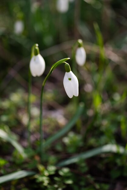 Bucaneve nell'erba in primavera