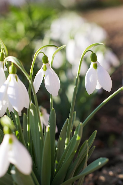 Bucaneve o bucaneve comune Galanthus nivalis fioriSnowdrops dopo che la neve si è sciolta