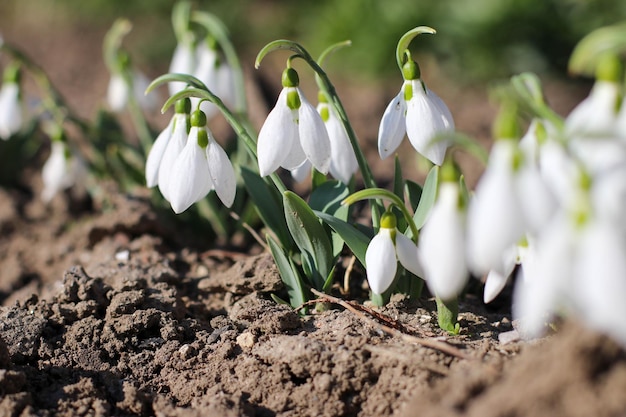 Bucaneve o bucaneve comune Galanthus nivalis fioriSnowdrops dopo che la neve si è sciolta