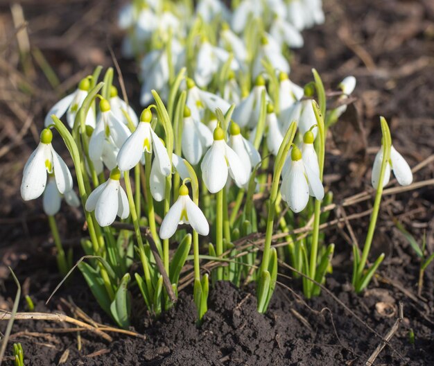 Bucaneve primaverili Un sacco di bei fiori di bucaneve in natura Gruppo di fiori di bucaneve che sbocciano in una soleggiata giornata primaverile