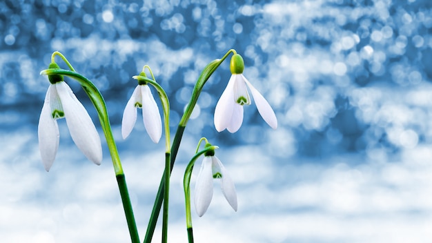 Bucaneve su sfondo blu sfocato con bokeh durante lo scioglimento della neve_