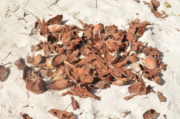 Buccia di cocco nella sabbia sotto il sole.