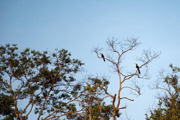 Buceri arroccati su alberi ad alto fusto