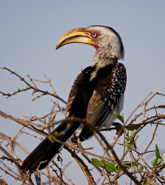 Bucero fatturato giallo nel parco nazionale di Kruger