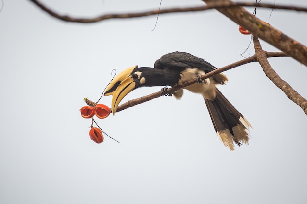 Bucero pezzato orientale (albirostris di Anthracoceros) al parco nazionale di Kaeng Krachan