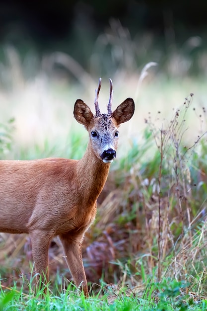 Buck buck in una radura, un ritratto